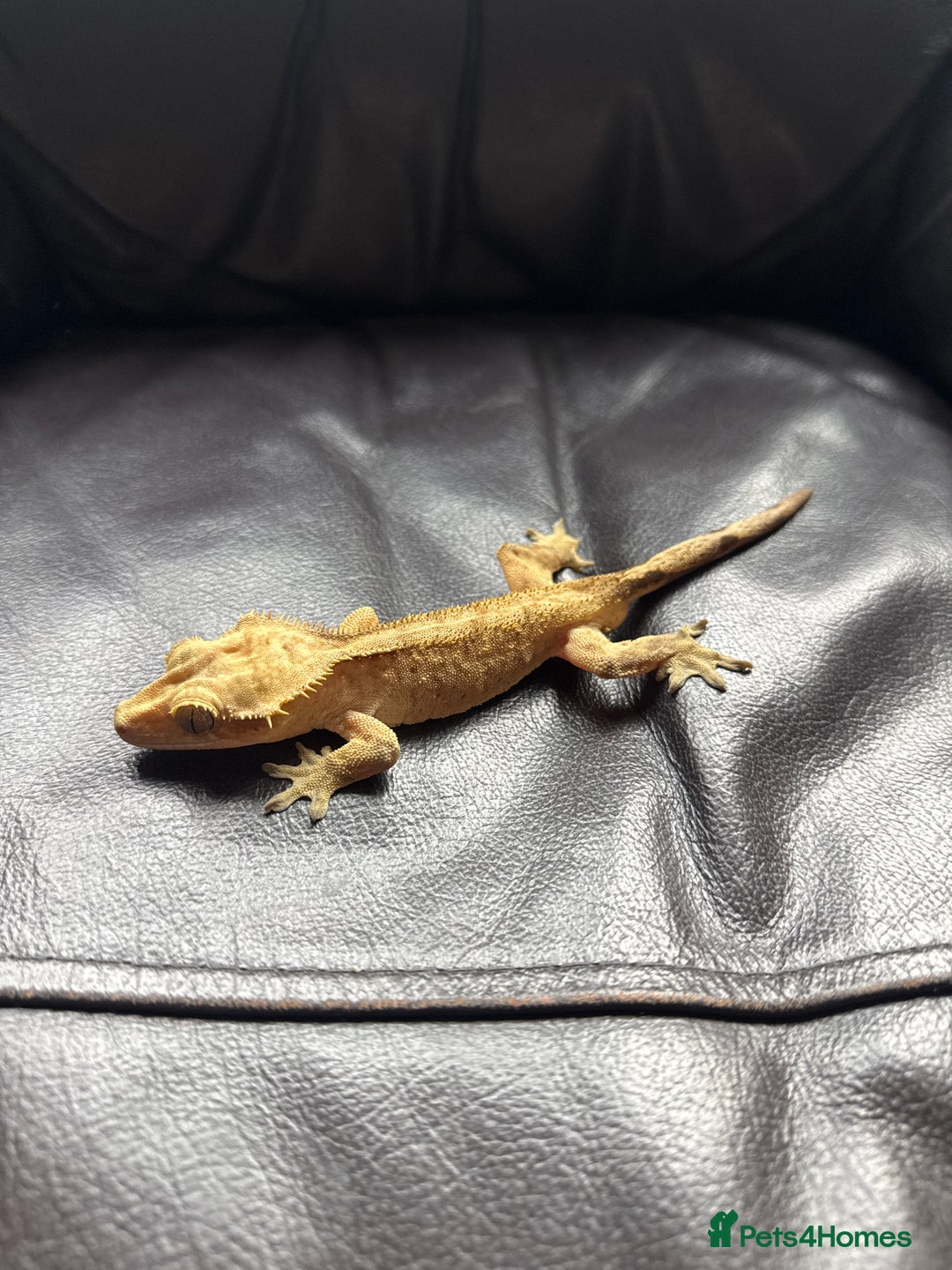 Gecko reptiles for sale: Crested gecko - Image 3