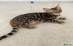 Bengal cats for sale: One Girl left .😻✨TICA registered  - Image 1