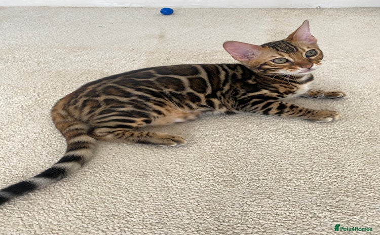 Bengal cats - Advert 11