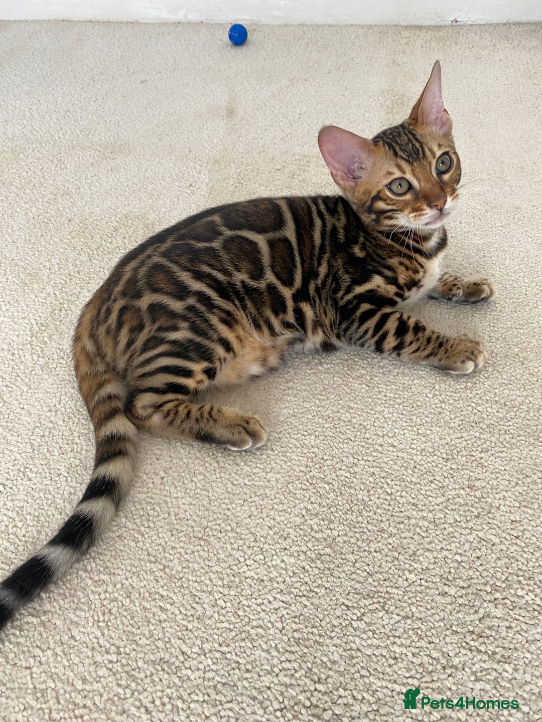 Bengal cats for sale: One Girl left .😻✨TICA registered  - Image 1
