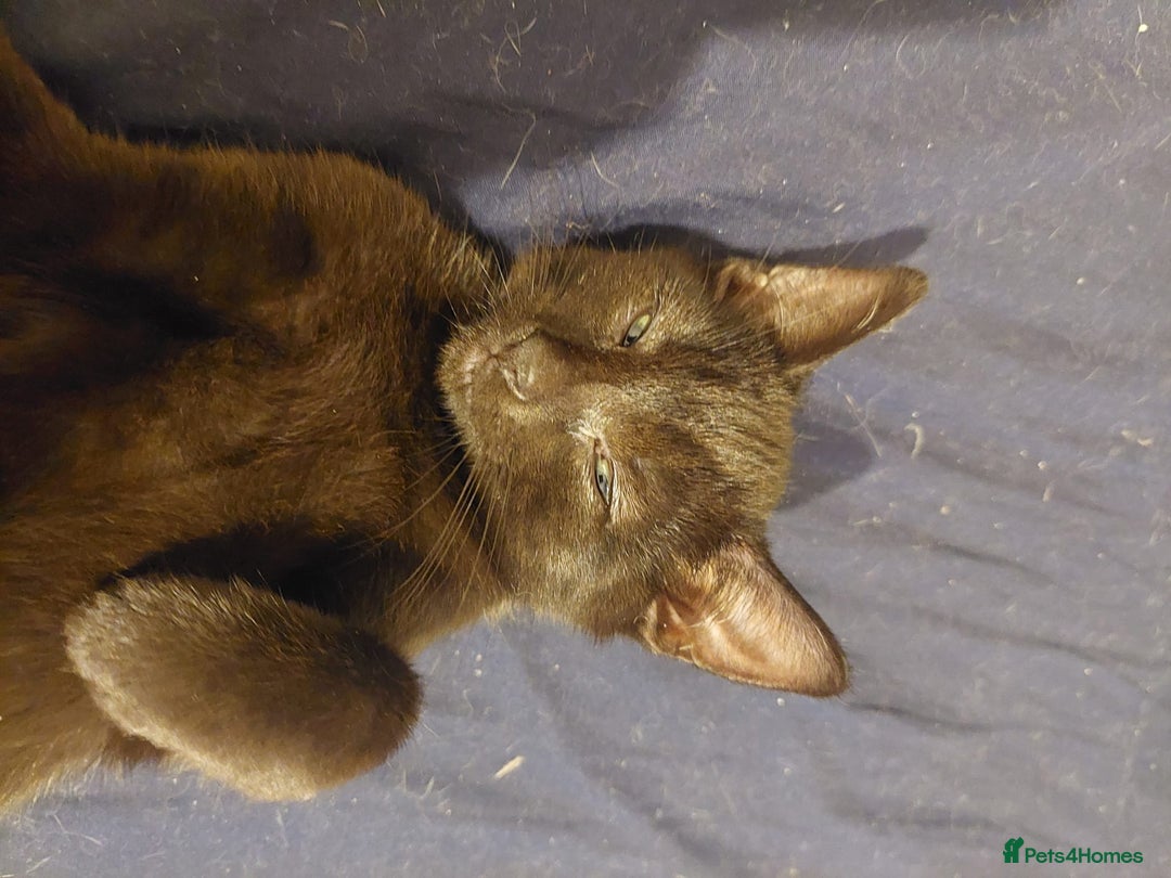 Mixed Breed cats for sale: 5 kittens for sale 13 weeks old ready to go  - Advert 8