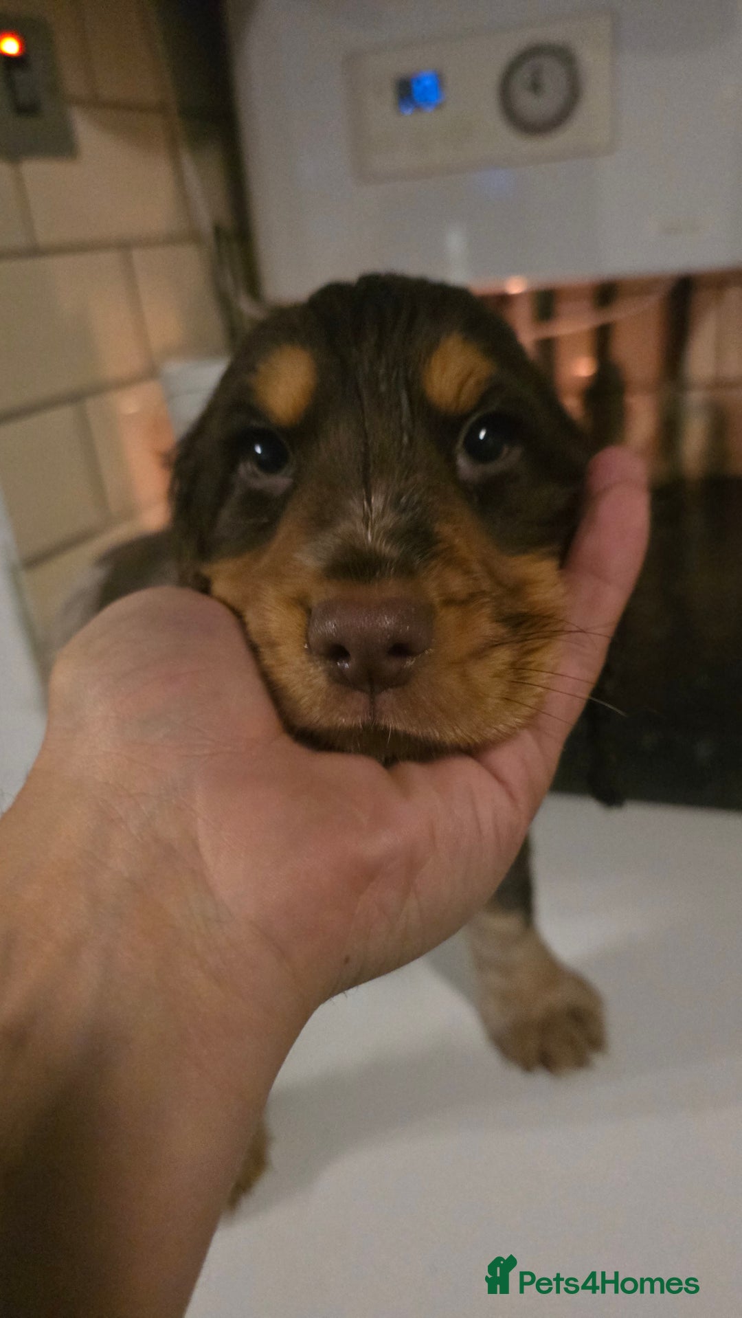 Cocker Spaniel dogs for sale: Chocolate Roan & Tan Cocker Spaniel Puppies - Advert 27