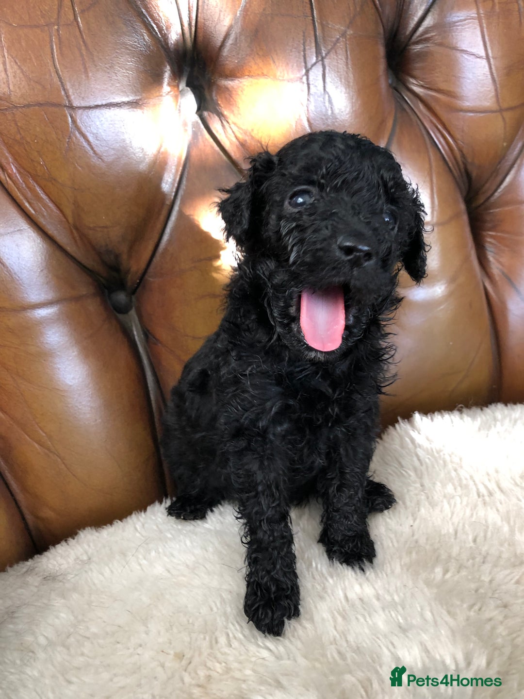 Labradoodle dogs for sale: Miniature Curly-Coated Teddybear Labradoodles  - Advert 24