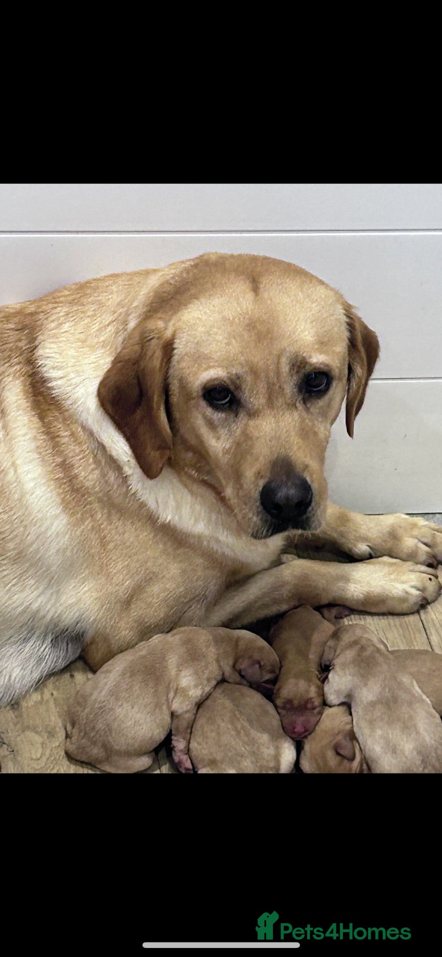 Labrador Retriever dogs Labrador puppies kc reg  - Advert 2