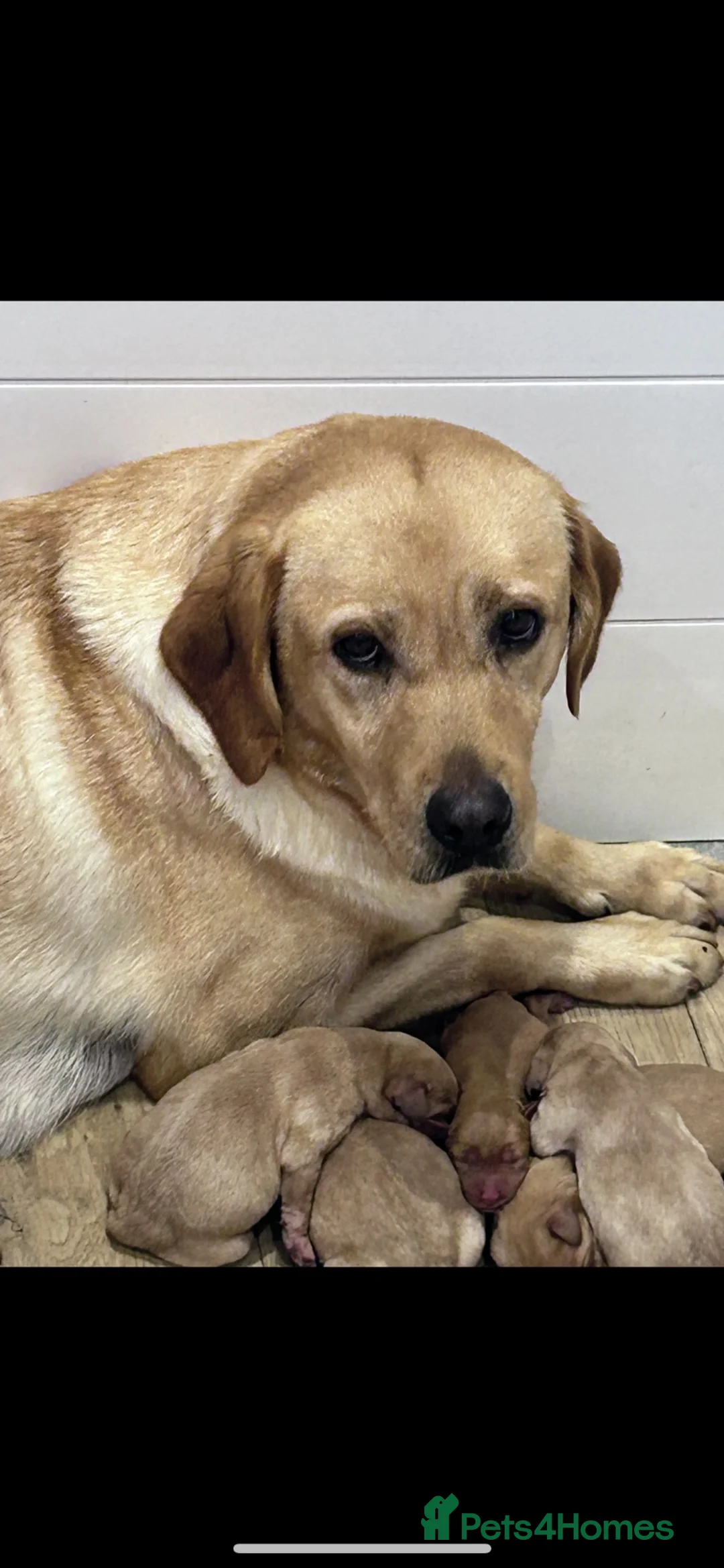 Labrador Retriever dogs for sale: Labrador puppies kc reg  - Advert 1