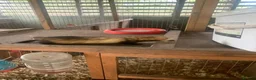 Ferret rodents for sale: Micro hob ferret forsale in Bromyard - Advert 2