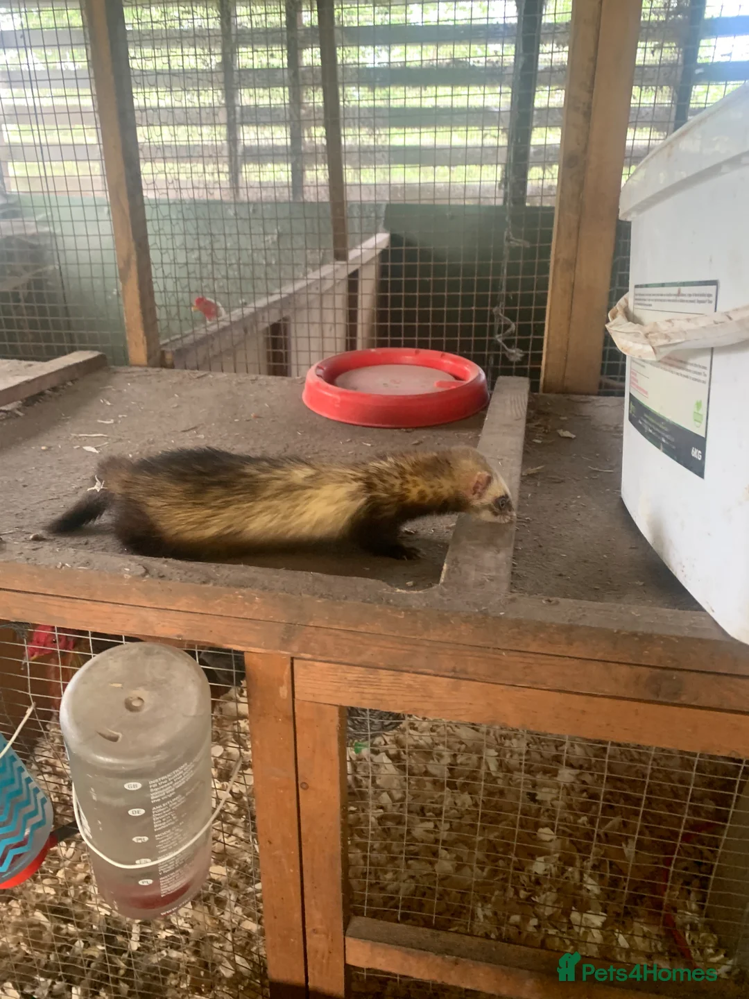 Ferret rodents for sale: Micro hob ferret forsale in Bromyard - Advert 2