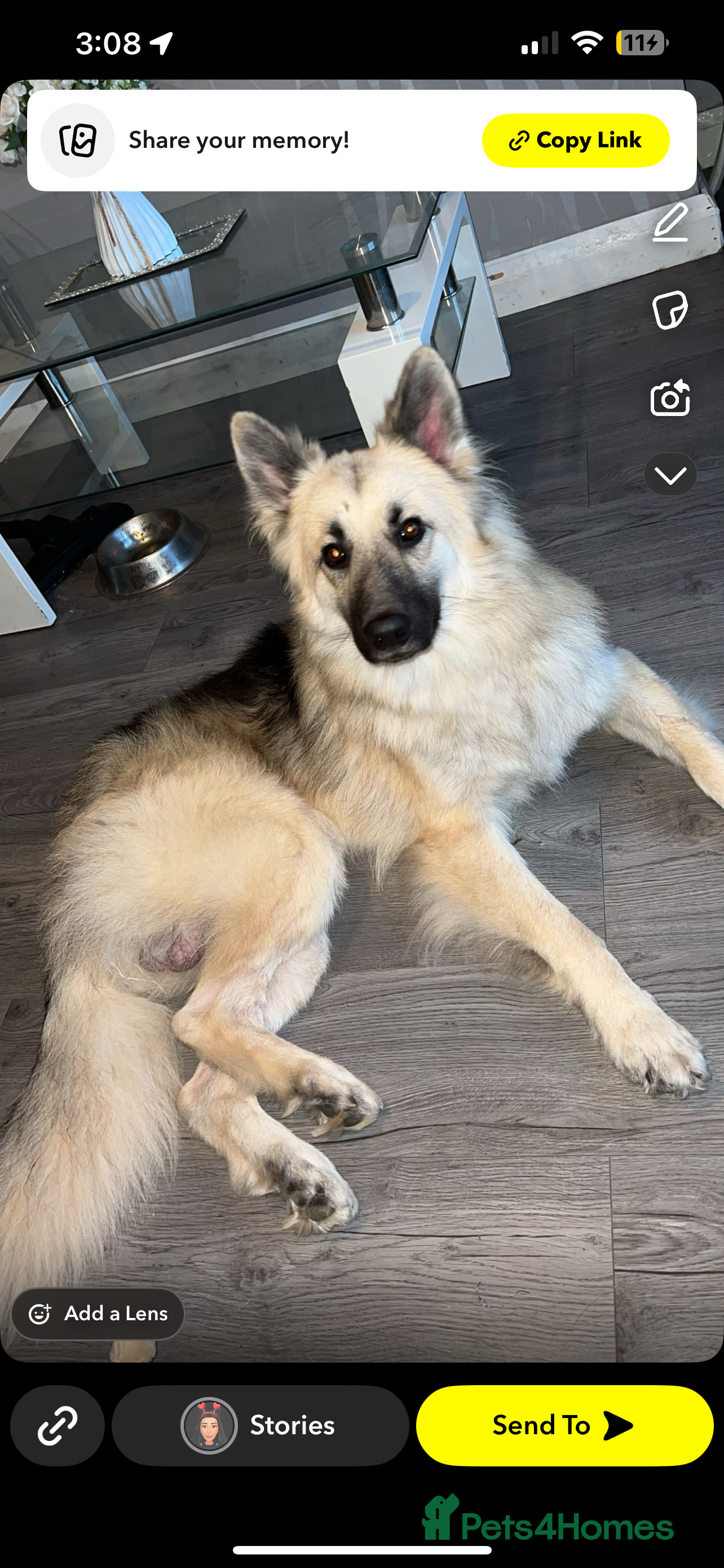 Mixed Breed dogs King and Eden German shepherd  - Advert 15