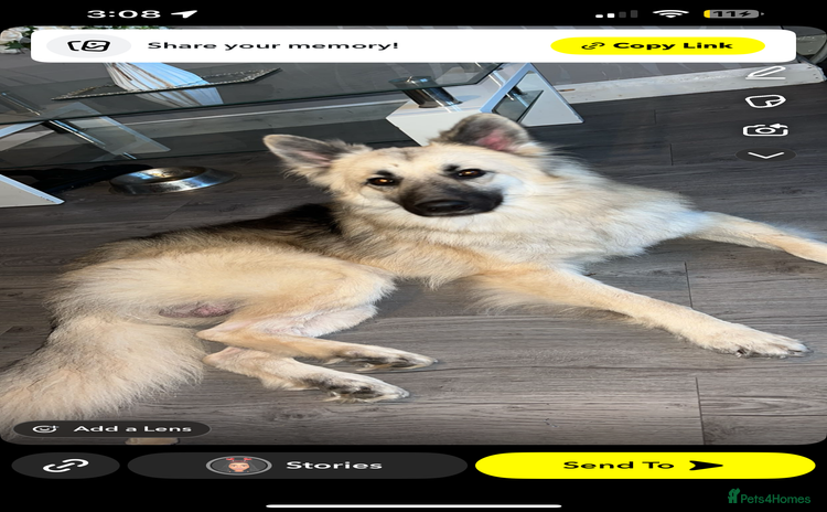Mixed Breed dogs - Advert 3