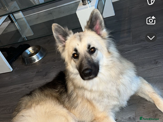 Mixed Breed dogs - Advert 32