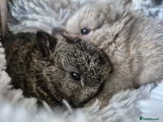 Mini Lion Lop rabbits Female Mini lop ready ** - Advert 4