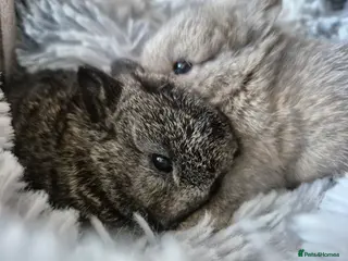 Mini Lion Lop rabbits Female Mini lop ready ** - Advert 7