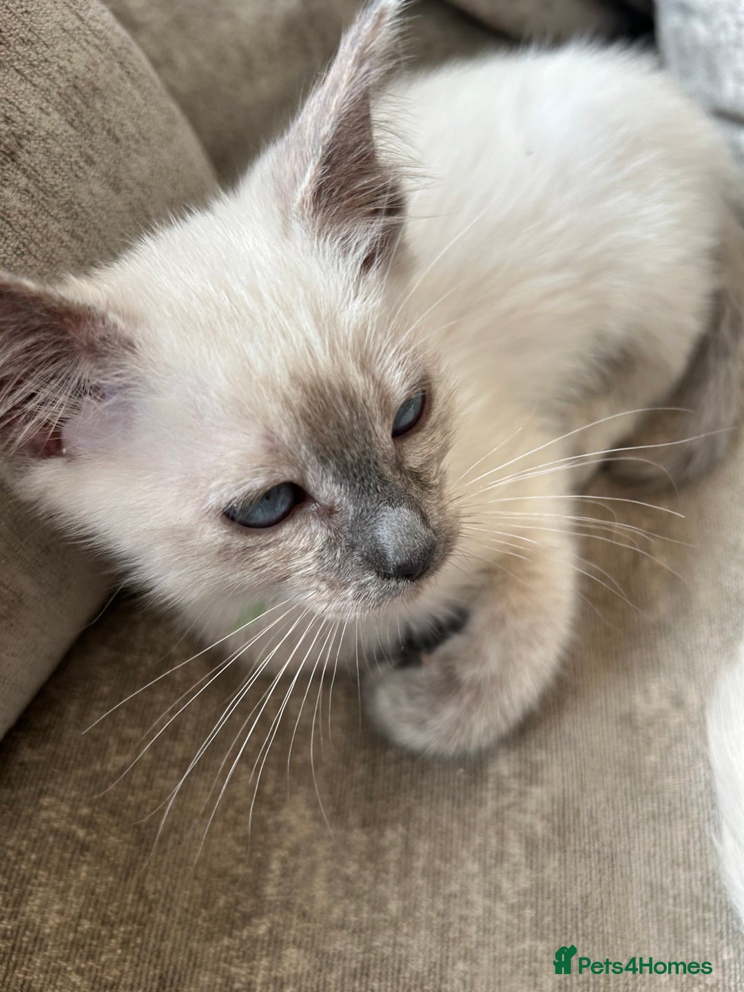 Ragamese cats for sale: Beautiful Ragamese kittens ❤️ - Image 12