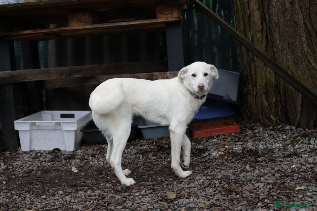 Mixed Breed dogs for adoption: 💖🐶 BELLA 🐶💖 - Advert 5