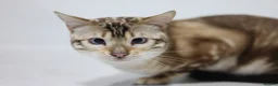 Bengal cats for stud: GANDALF Snow Mink Blue Carrier Russia Lines in Gateshead - Advert 6