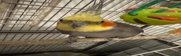 Cockatiels birds for sale: Bear of beautiful cocktails - Advert 6