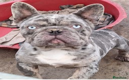 French Bulldog dogs for sale: Adult French Bulldogs  - Image 12