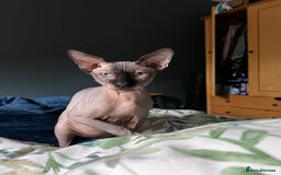 Sphynx cats for stud: Sphynx for stud  - Image 2