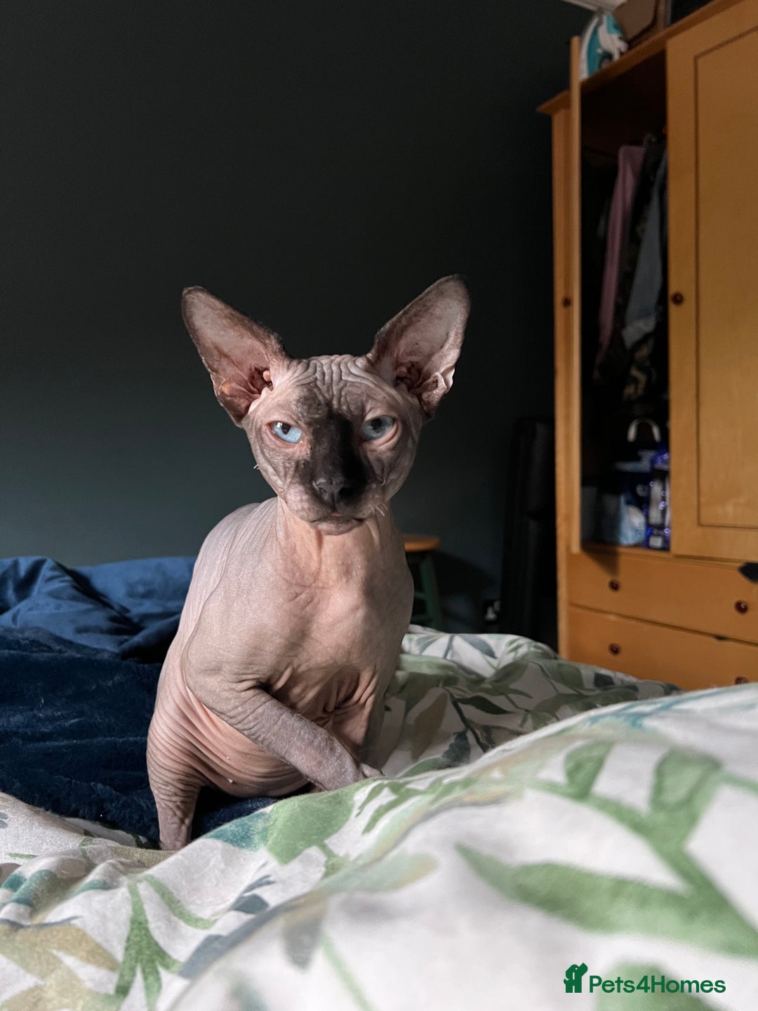 Sphynx cats for stud: Sphynx for stud  - Image 2