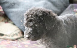 Labradoodle dogs for sale: Lovely Labradoodle Puppies Licenced Breeder - Image 21