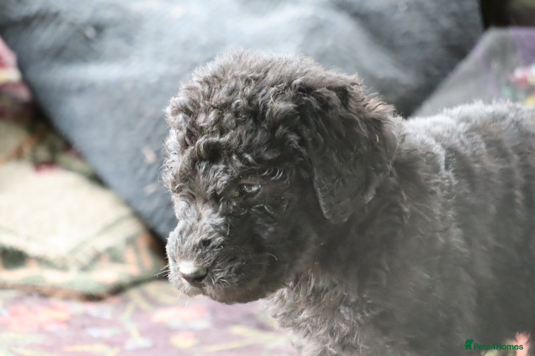 Labradoodle dogs for sale: Lovely Labradoodle Puppies Licenced Breeder - Image 21