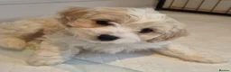 Cavachon dogs for sale: Gorgeous Cavachon puppies  - Advert 6