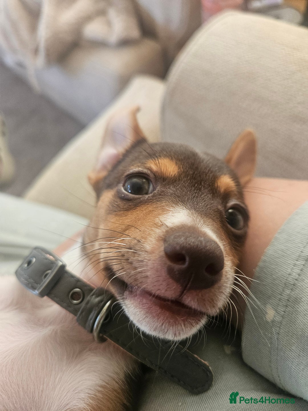Mixed Breed dogs for sale: Last chocolate chiweenie girl - Image 12
