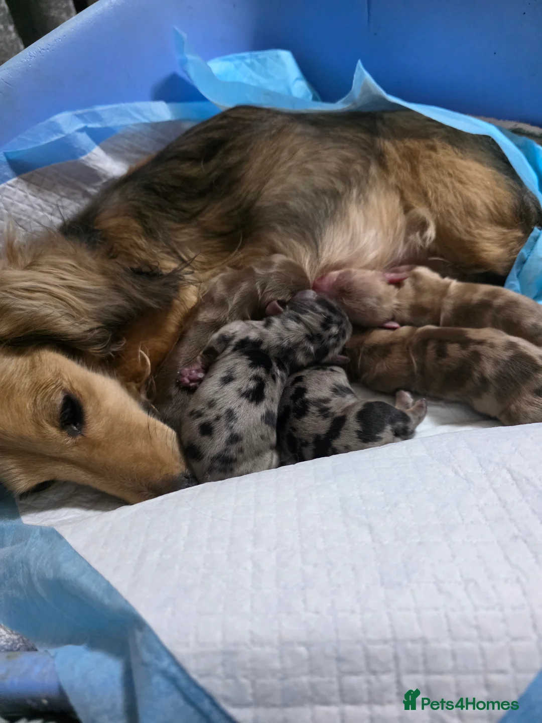 Miniature Dachshund dogs for sale: Miniature long hair dachshunds  - Advert 4