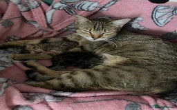 Mixed Breed cats for sale: Bengal X kitten - Image 4