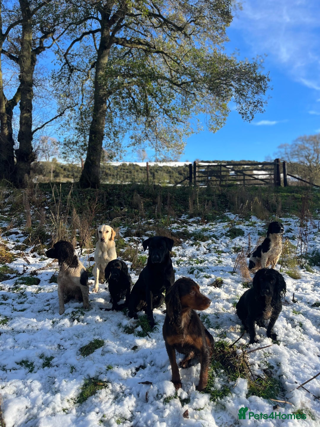 Cocker Spaniel dogs for stud: Working tri coloured cocker spaniel.  - Advert 2