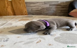 Staffordshire Bull Terrier dogs for sale: solid blues - Image 12