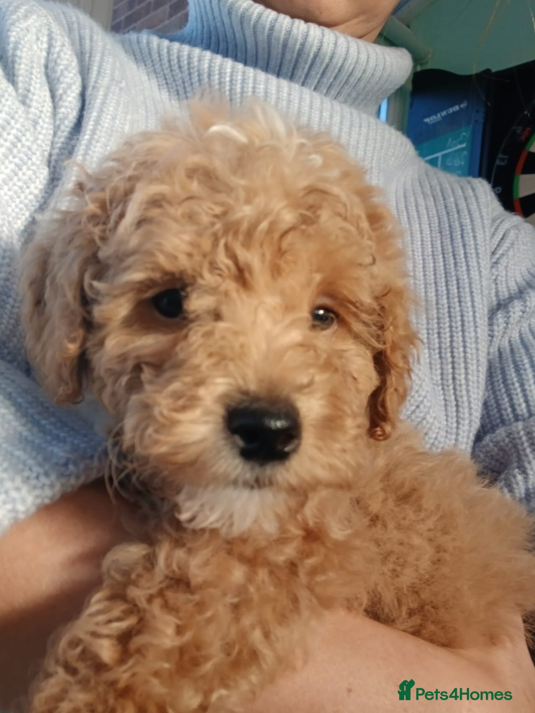 Goldendoodle dogs for sale: Mini Goldendoodle boy - Advert 4