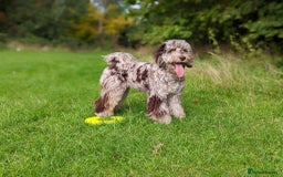 Cockapoo dogs for sale: Multigen Merle & Chocolate Cockapoo Puppies - Image 15
