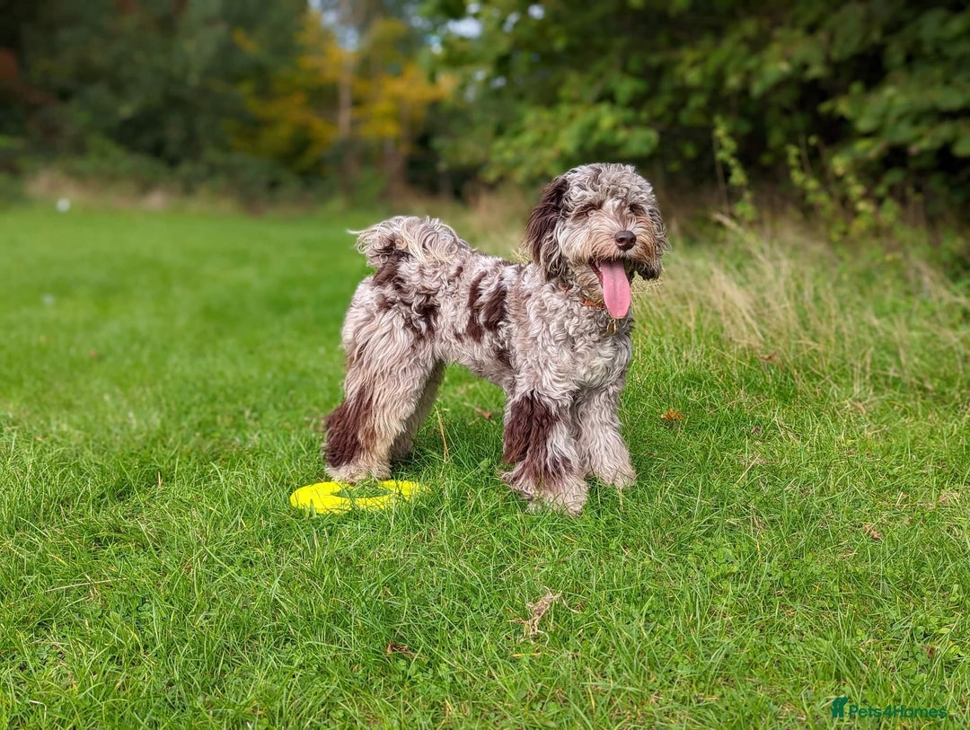 Cockapoo dogs for sale: Multigen Merle & Chocolate Cockapoo Puppies - Image 15