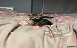 British Shorthair cats for sale: 3 tabby girls, 1 black boy - Image 8