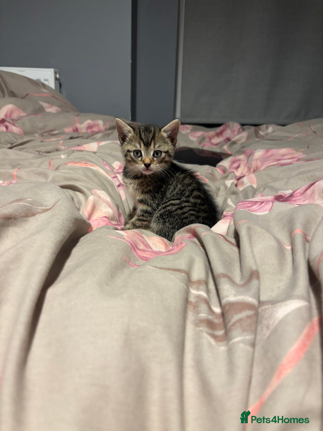 British Shorthair cats for sale: 3 tabby girls, 1 black boy - Image 8