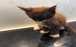 Maine Coon cats for sale: GCCF Registered Kittens. Beautiful lively kittens  - Image 32