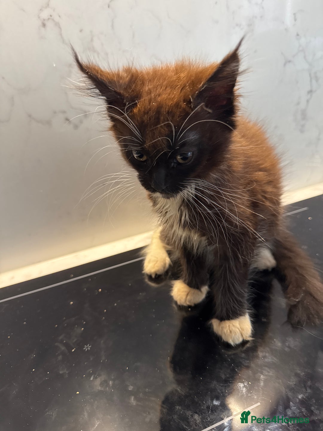 Maine Coon cats for sale: GCCF Registered Kittens. Beautiful lively kittens  - Image 32