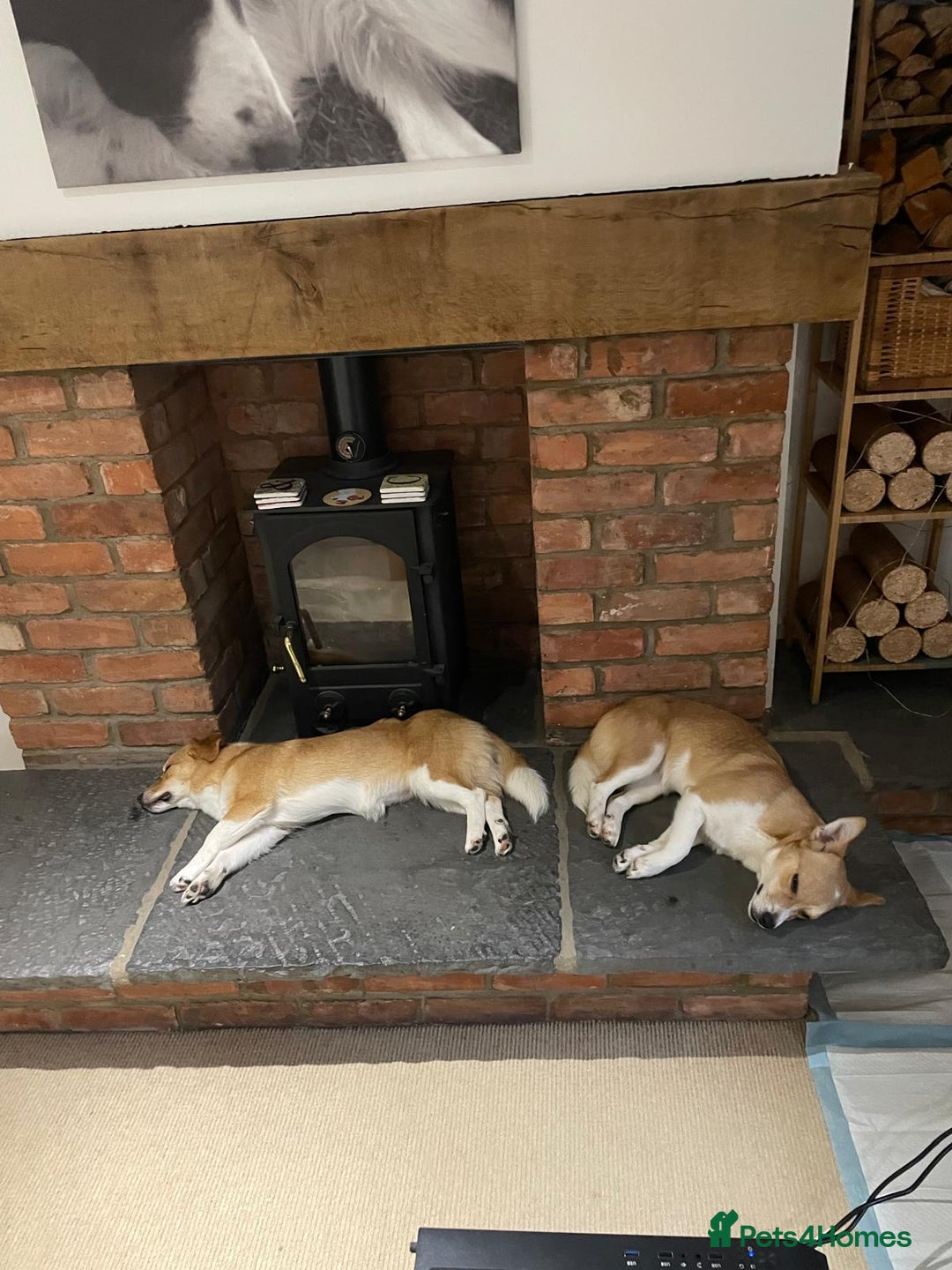 Mixed Breed dogs for adoption: ❤️MEYA&KALLIE❤️-2 SMALL SISTERS SEEK A KIND HOME - Advert 13