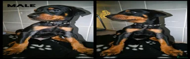 Dobermann 1