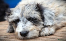 Bordoodle dogs for sale: Bordoodles Raised Right ✨ - Image 1