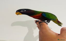 Mixed Breed birds for sale: Various birds for sale - Image 23