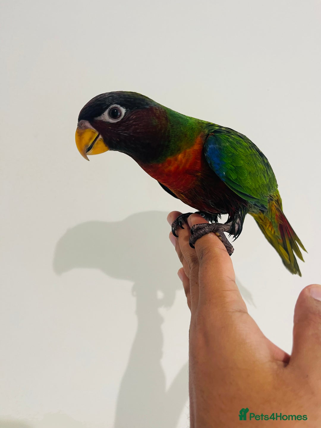 Mixed Breed birds for sale: Various birds for sale - Image 23