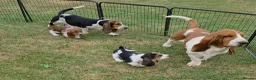 Basset Hound dogs for sale: KC BASSET HOUND PUPPIES  - Advert 15
