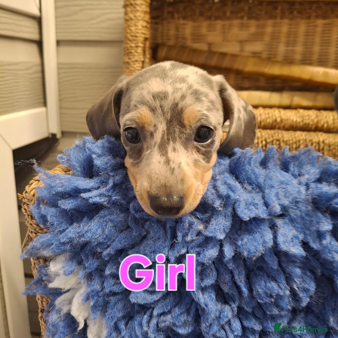 Miniature Dachshund dogs for sale: Minature Dachshund - Image 11