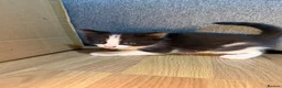 Korat cats for sale: Kittens Looking for Their Forever Homes - Advert 15