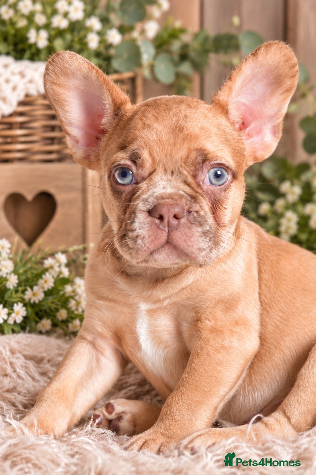 French Bulldog dogs for sale: french bulldogs READY TO LEAVE  - Advert 1