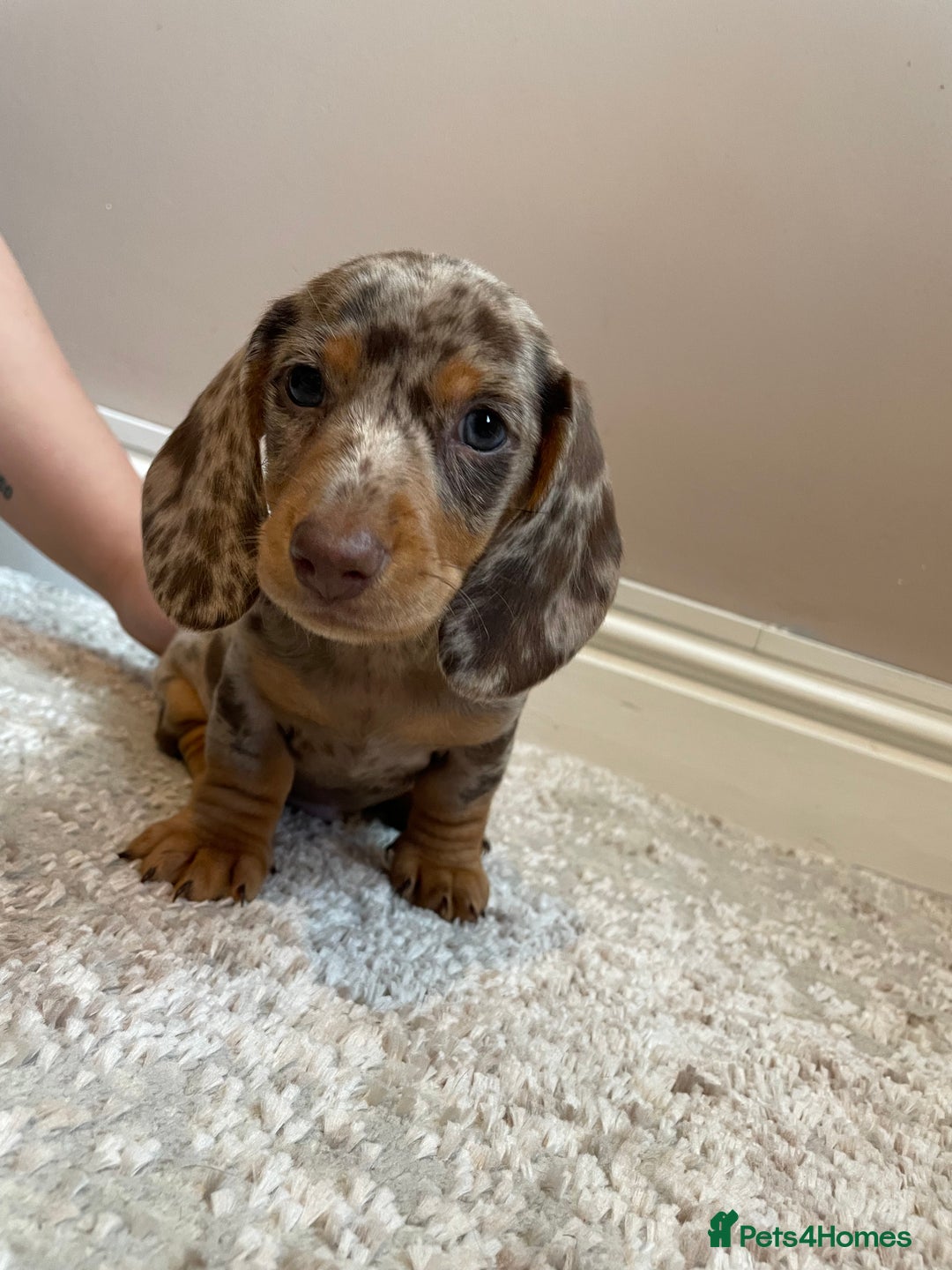 Miniature Dachshund dogs for sale: KC Registered Miniature Dachshund - 2 Boys Left! - Image 21