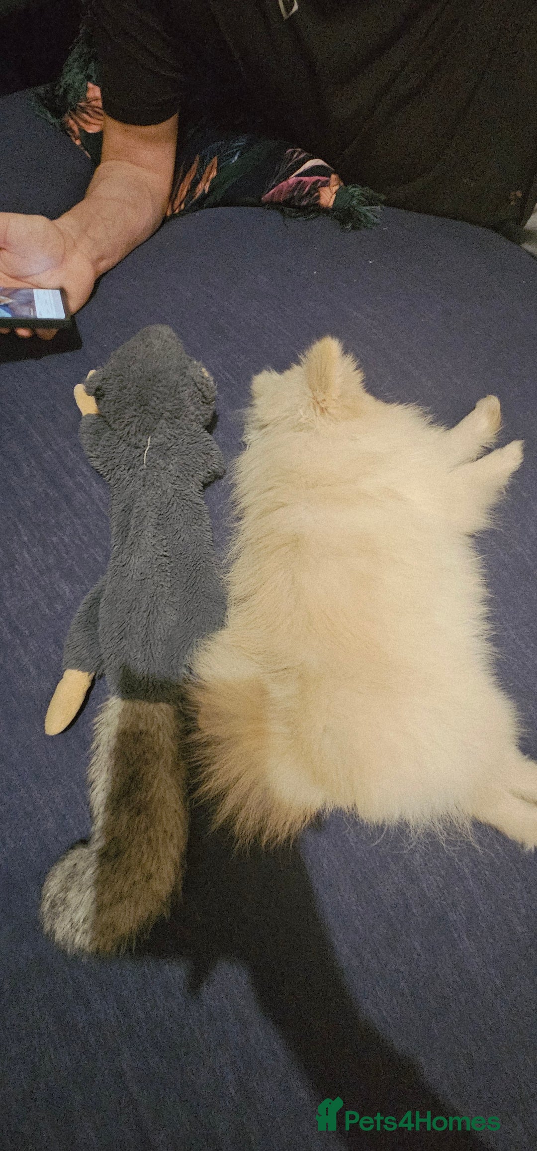 Pomeranian dogs for sale: Beautiful  ** -Size Pomeranian Girl - Image 10