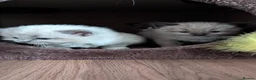 Ragdoll cats for sale: Ragdoll Kittens MINK Boy & girl - Advert 19